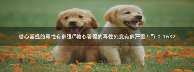 糖心vlog中国：糖心菩提的毒性有多强(\